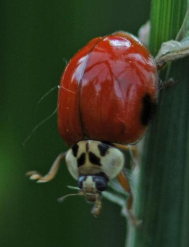 Réf. 324 237 : Harmonia axyridis